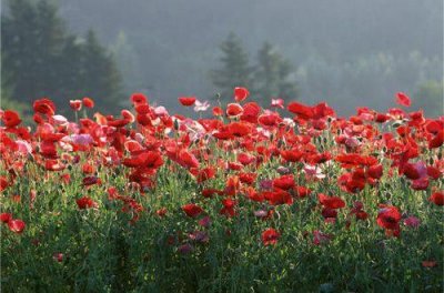 ​描写荷花灯的优美句子