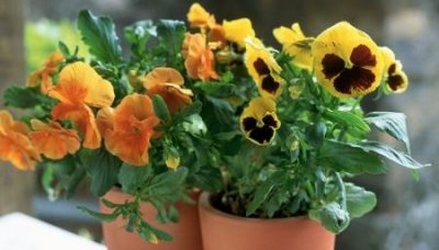 ​趣知识：一杯奶茶的热量是多少大卡奶茶多少卡路里