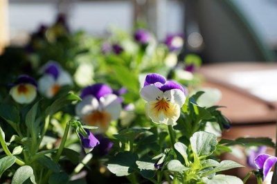 ​最打动人心的感恩句子(精选必看47句)