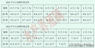 ​盲目跟风！价格跌成狗！不少泥鳅养殖户亏惨了！年前反弹无望？