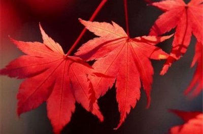 ​腊八节简短祝福语经典(精选85条)