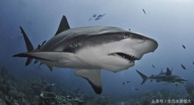 ​可以在鱼缸里养殖的“小鲨鱼”都有哪些？