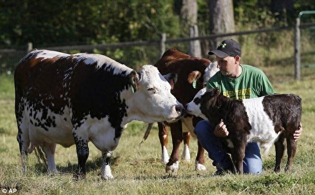 “迷你熊猫牛”，一只长着熊猫脸的迷你牛，比我们的大熊猫可爱？