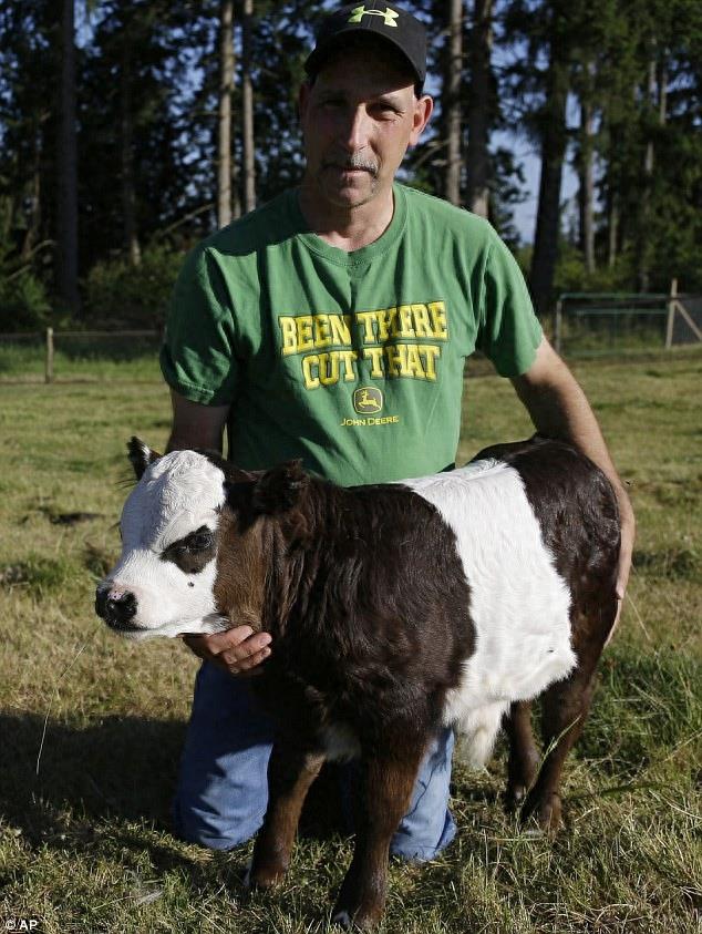 “迷你熊猫牛”，一只长着熊猫脸的迷你牛，比我们的大熊猫可爱？