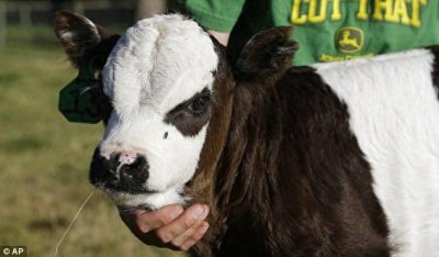 ​“迷你熊猫牛”，一只长着熊猫脸的迷你牛，比我们的大熊猫可爱？