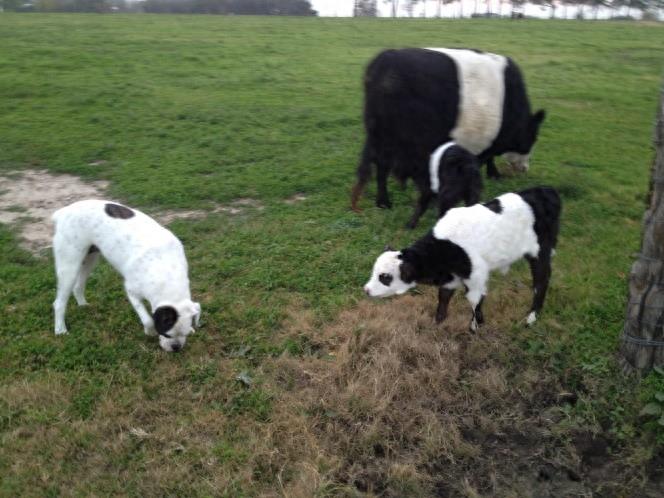 “迷你熊猫牛”，一只长着熊猫脸的迷你牛，比我们的大熊猫可爱？