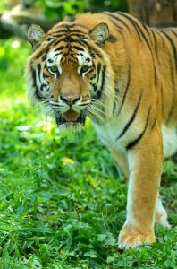 ​老虎的繁殖与交配，铁汉没有柔情，奇怪的知识又增加了