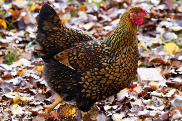 宠物见多了,来看看这10种宠物鸡,当然也有实惠吃肉款哈