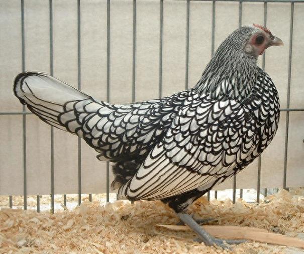 宠物见多了,来看看这10种宠物鸡,当然也有实惠吃肉款哈