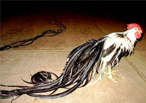 宠物见多了,来看看这10种宠物鸡,当然也有实惠吃肉款哈