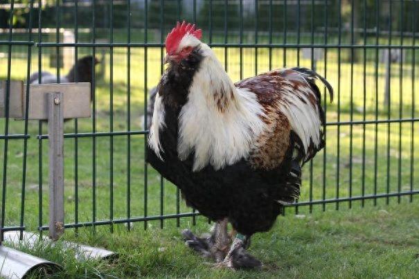 宠物见多了,来看看这10种宠物鸡,当然也有实惠吃肉款哈