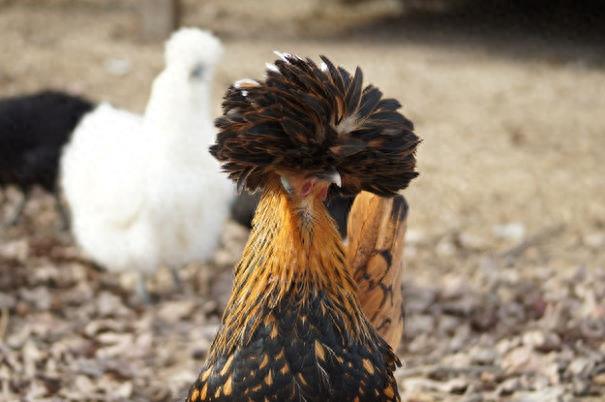 宠物见多了,来看看这10种宠物鸡,当然也有实惠吃肉款哈