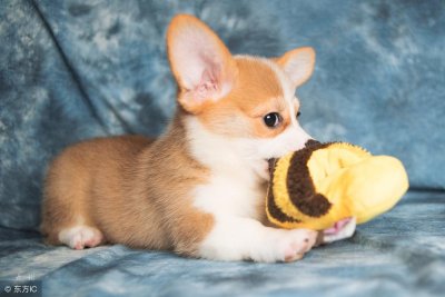 ​狗狗不可缺少的三种维生素