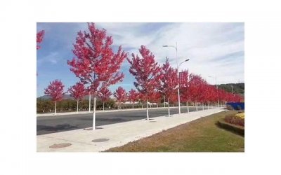 ​夸狗尾巴草的句子(描写狗尾巴草坚强的句子)