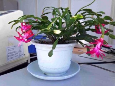 ​蟹爪兰花期养护总结！注意3点就可以，开花满枝头开花到春节