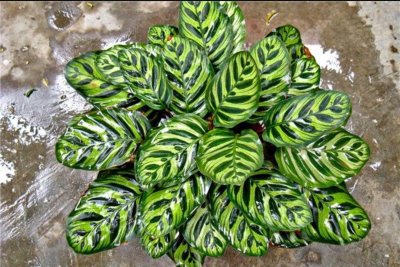 ​植物百科: 孔雀竹芋