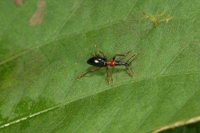 ​甘薯蚁象也是农作物的杀手，专门吃红薯的