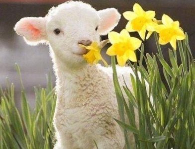 ​幼儿园家长开学寄语简短(精选55条)