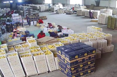 ​供应充足 北京新发地市场柠檬批发价降温