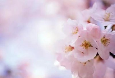 ​三月份有什么花开 很多花都争相开放