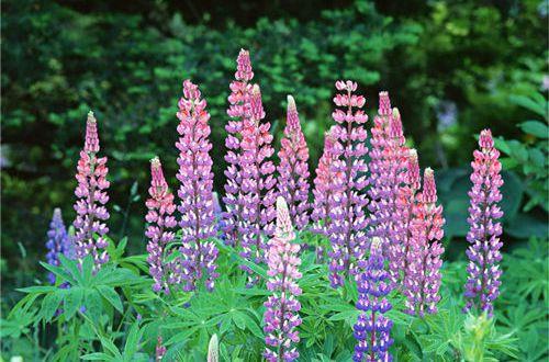 描写非常开心的句子