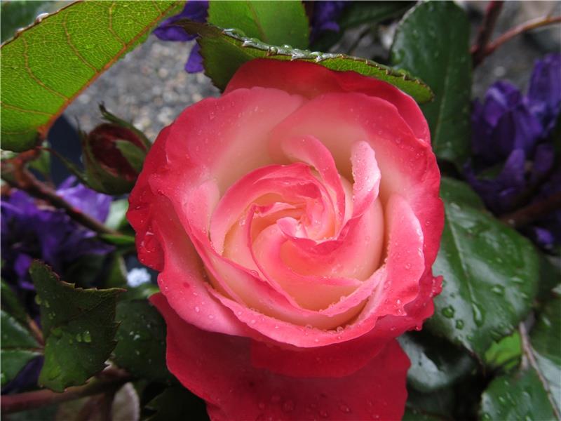 关于酒的正能量短句(40句)