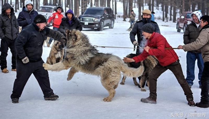 大型猛犬高加索犬，养好它不容易