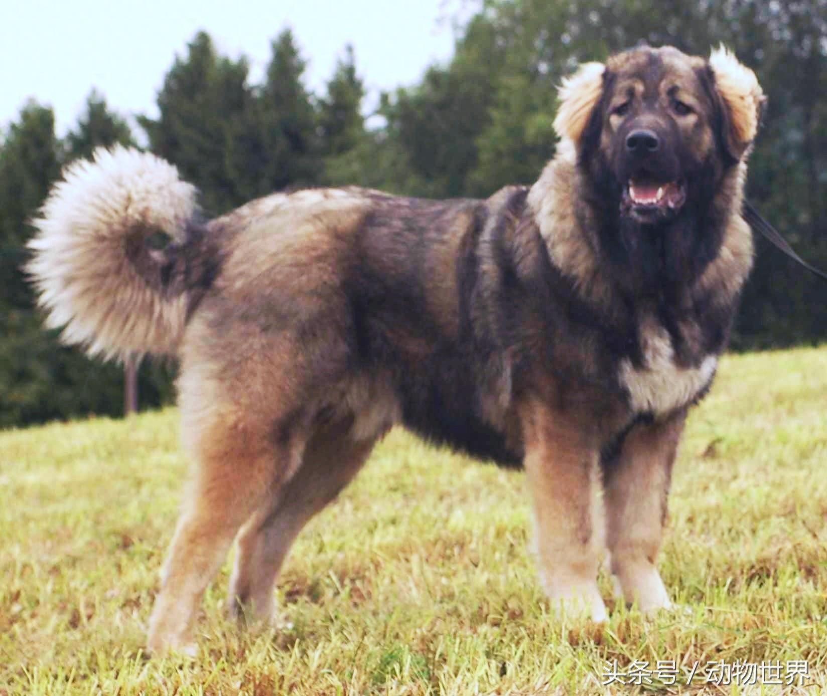 大型猛犬高加索犬，养好它不容易