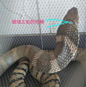 ​眼镜蛇和眼镜王蛇有什么区别？