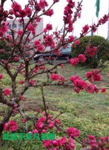 ​慈悲是什么意思