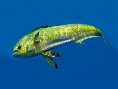 ​海洋鱼类-鯕鳅