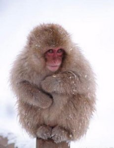 ​这些天价宠物 可远观不可亵玩