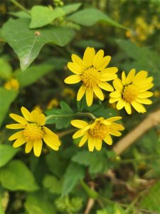 ​村里那些事儿