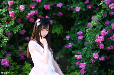 ​蔷薇花语是什么，你知道多少呢？