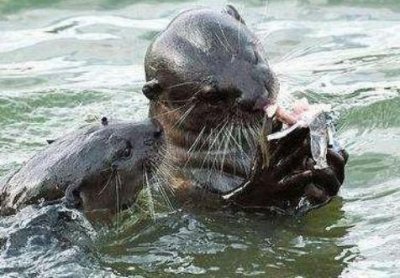 ​水中的猴子------水獭