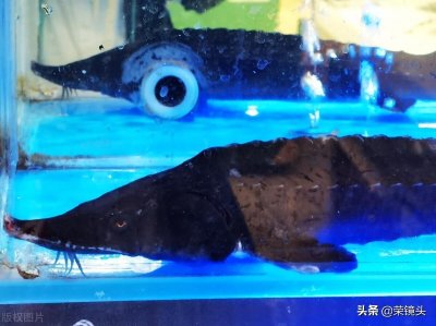 ​南京市一超市销售中华鲟 标价49.8元每斤