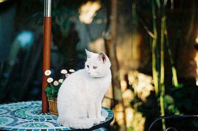 ​花的优美语句79条