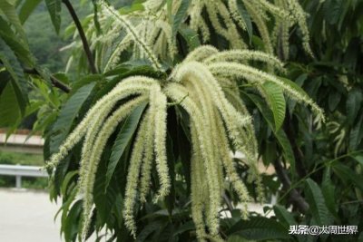 ​色如霜雪、形如毛虫、浓香扑鼻天然蚊蝇克星的神奇之花-栗子花