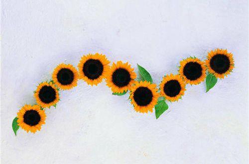 【热门】唯美的生活语录40条