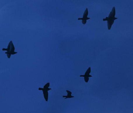 怀念以前单纯的自己句子