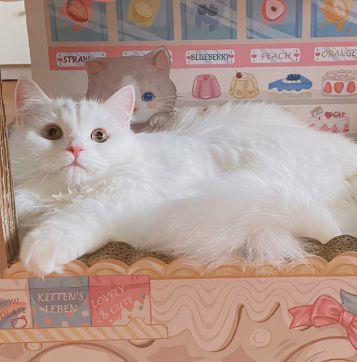 关于思念的句子参考