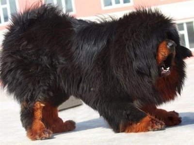 ​价值百万的藏獒遭遇狼群，最后的场面连狗主人都难以制止！