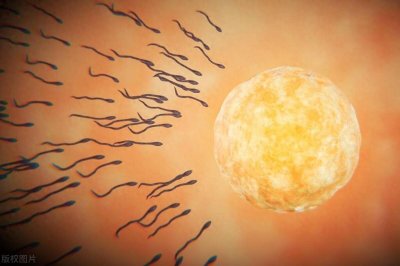 ​“精子”用英语怎么说？