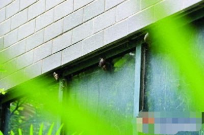 ​非洲大蜗牛入侵中国，看到千万别碰，有毒！中国人要小心了