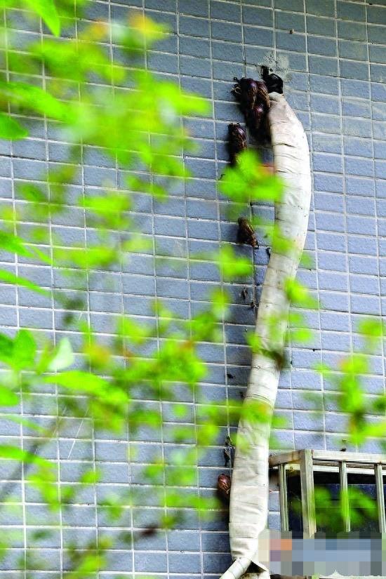 非洲大蜗牛入侵中国，看到千万别碰，有毒！中国人要小心了