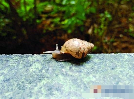 非洲大蜗牛入侵中国，看到千万别碰，有毒！中国人要小心了