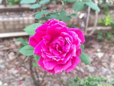 ​童谣：《太阳出来一片红》