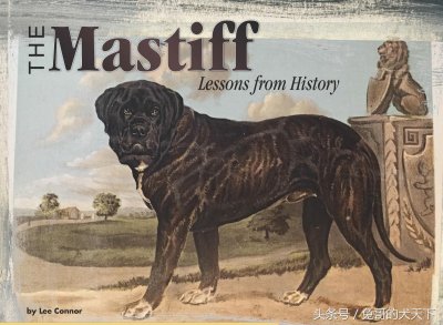 ​万獒之首-马士提夫犬（英国獒）坎坷的历史