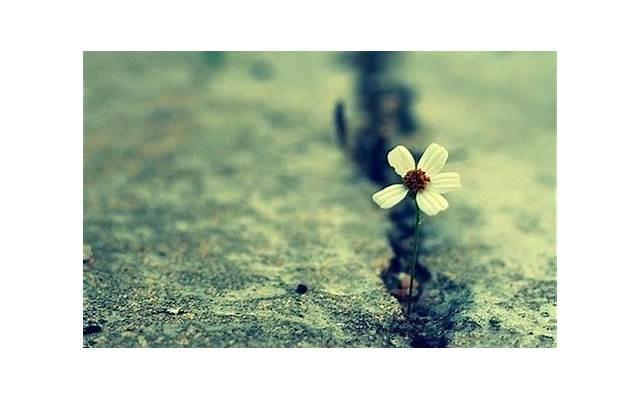 虐心催泪的唯美语录 虐心催泪的唯美语录