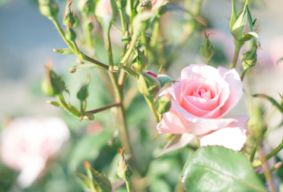 ​冬至的祝福语